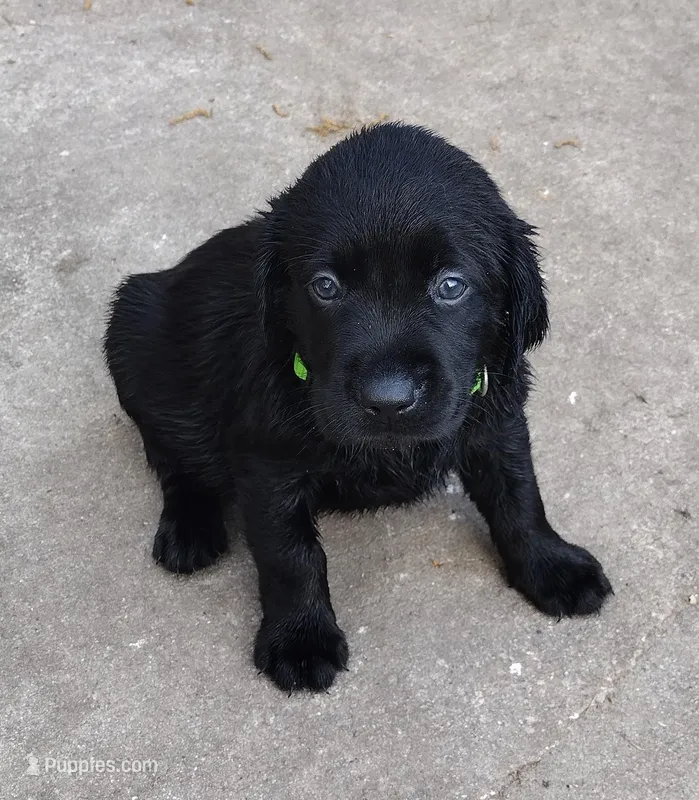 Colt AKC – Labrador Retriever puppy for sale in Wesley Chapel, FL