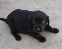 Colt AKC, a male Labrador Retriever for sale in Wesley Chapel, FL – Photo 3 of 5
