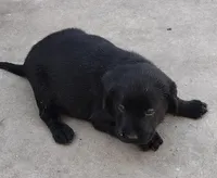 Colt AKC, a male Labrador Retriever for sale in Wesley Chapel, FL – Photo 2 of 5
