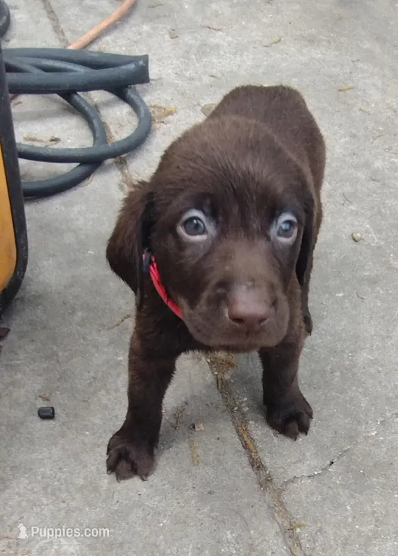 Coco AKC – Labrador Retriever puppy for sale in Wesley Chapel, FL