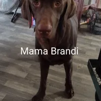 Coco AKC, a female Labrador Retriever for sale in Wesley Chapel, FL – Photo 5 of 5