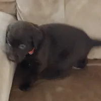 Coco AKC, a female Labrador Retriever for sale in Wesley Chapel, FL – Photo 2 of 5