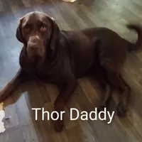 Coco AKC, a female Labrador Retriever for sale in Wesley Chapel, FL – Photo 3 of 5