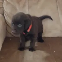 Coco AKC, a female Labrador Retriever for sale in Wesley Chapel, FL – Photo 1 of 5