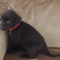 Coco AKC, a female Labrador Retriever for sale in Wesley Chapel, FL – Photo 4 of 5