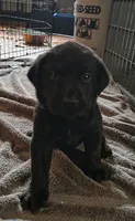 Brutus AKC, a male Labrador Retriever for sale in Wesley Chapel, FL – 2 of 5