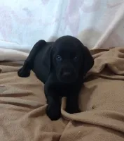 Tank AKC, a male Labrador Retriever for sale in Wesley Chapel, FL – 2 of 9