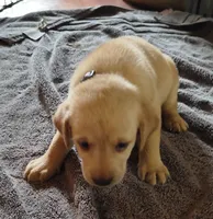Marley AKC, a female Labrador Retriever for sale in Wesley Chapel, FL – 2 of 5