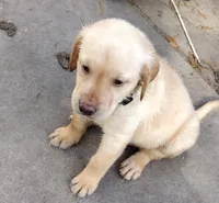 Buster AKC, a male Labrador Retriever for sale in Wesley Chapel, FL – Photo 4 of 6