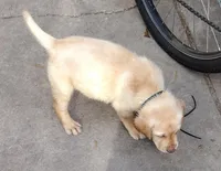 Buster AKC, a male Labrador Retriever for sale in Wesley Chapel, FL – Photo 3 of 6
