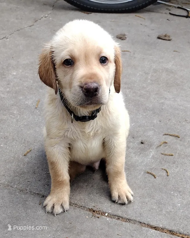 Buster AKC – Labrador Retriever puppy for sale in Wesley Chapel, FL