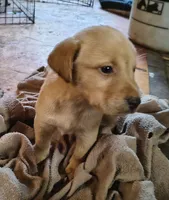 Rose AKC, a female Labrador Retriever for sale in Wesley Chapel, FL – 3 of 5
