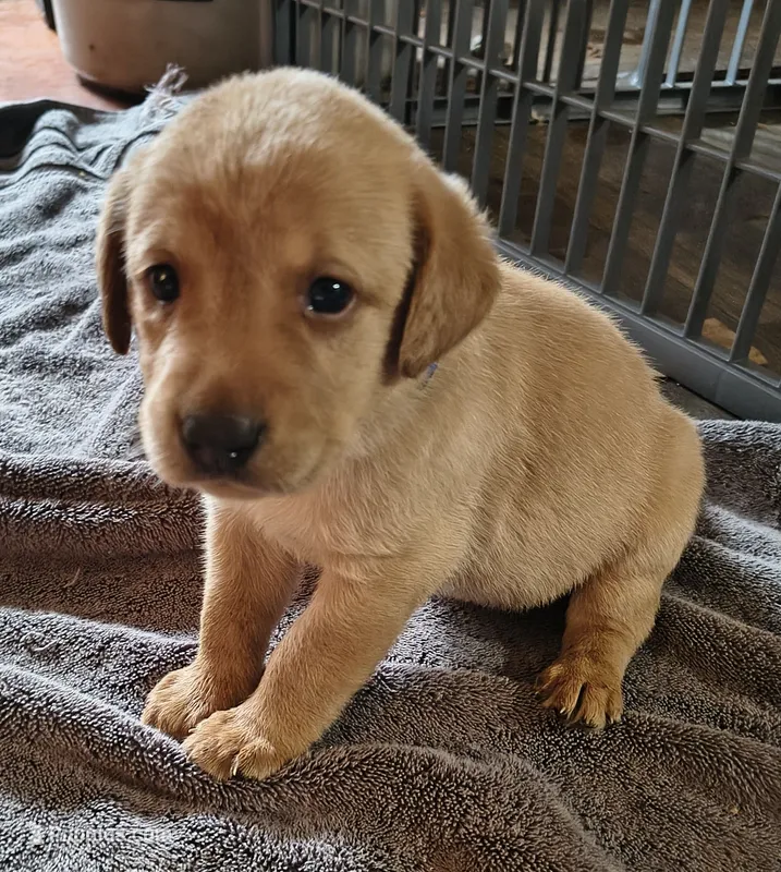 Whiskey AKC – Labrador Retriever puppy for sale in Wesley Chapel, FL