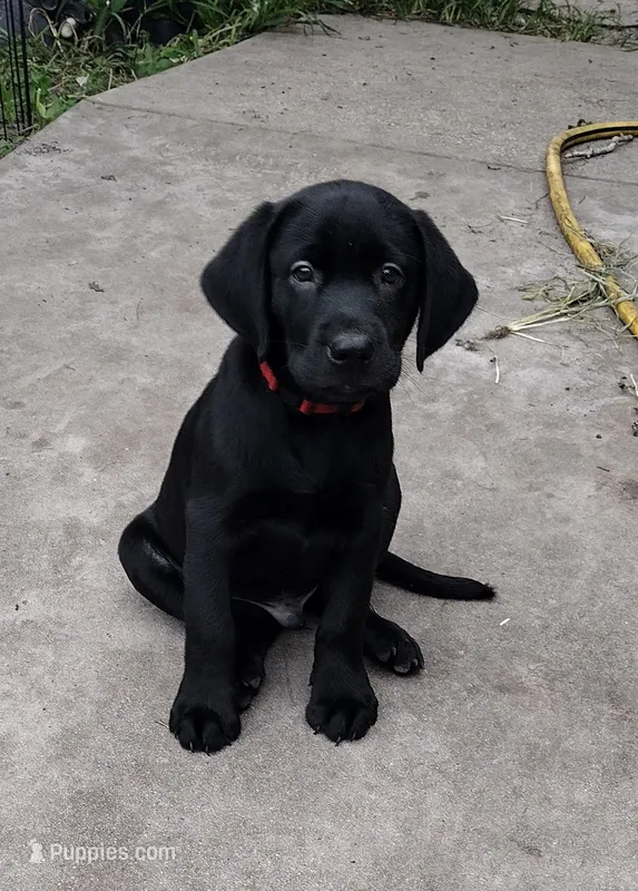Tank AKC – Labrador Retriever puppy for sale in Wesley Chapel, FL