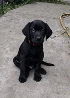 Loki AKC, a male Labrador Retriever for sale in Wesley Chapel, FL – 1 of 9