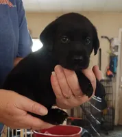 Orange collar, a male Labrador Retriever for sale in Wesley Chapel, FL – 2 of 2