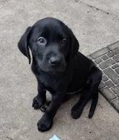 Loki AKC, a male Labrador Retriever for sale in Wesley Chapel, FL – 7 of 9