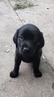 Buster AKC, a male Labrador Retriever for sale in Wesley Chapel, FL – 2 of 6