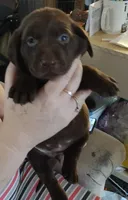 Kisses AKC, a female Labrador Retriever for sale in Wesley Chapel, FL – Photo 2 of 5