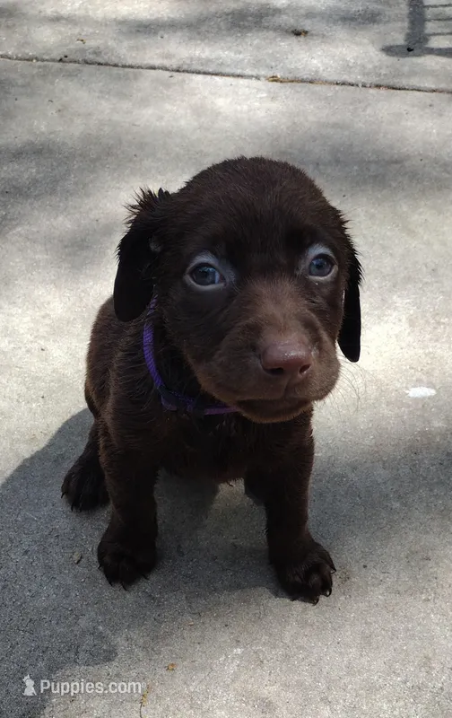 Kisses AKC – Labrador Retriever puppy for sale in Wesley Chapel, FL