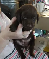 Kisses AKC, a female Labrador Retriever for sale in Wesley Chapel, FL – Photo 1 of 5