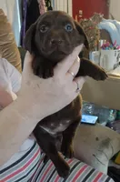 Kisses AKC, a female Labrador Retriever for sale in Wesley Chapel, FL – Photo 3 of 5