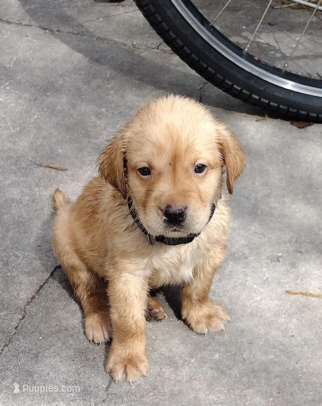 Butterscotch AKC – Labrador Retriever puppy for sale in Wesley Chapel, FL
