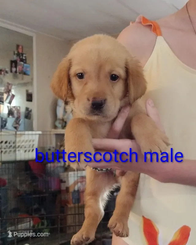 Butterscotch AKC – Labrador Retriever puppy for sale in Wesley Chapel, FL