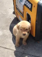 Butterscotch AKC, a male Labrador Retriever for sale in Wesley Chapel, FL – Photo 3 of 5
