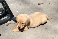 Butterscotch AKC, a male Labrador Retriever for sale in Wesley Chapel, FL – Photo 2 of 5