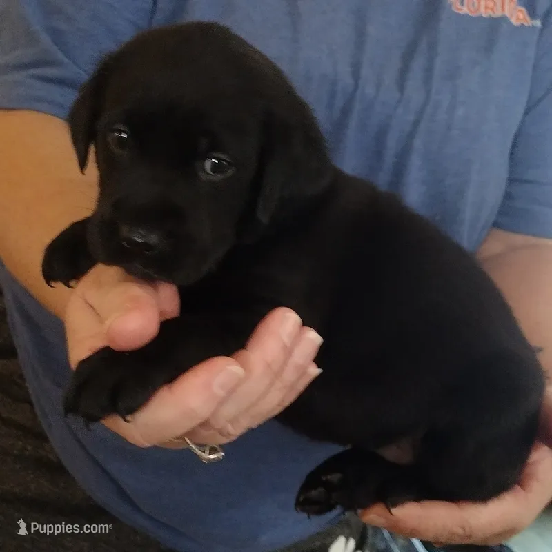 Orange collar, a male Labrador Retriever for sale in Wesley Chapel, FL – 1 of 2