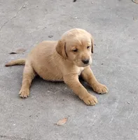 Rose AKC, a female Labrador Retriever for sale in Wesley Chapel, FL – Photo 2 of 7