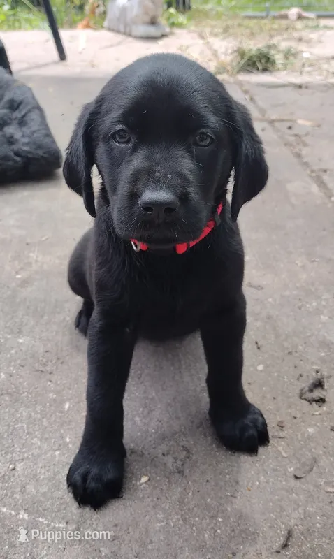 Pink collar – Labrador Retriever puppy for sale in Wesley Chapel, FL
