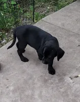 Loki AKC, a male Labrador Retriever for sale in Wesley Chapel, FL – 6 of 9