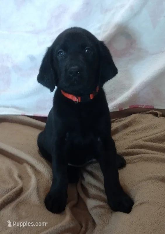 Raven AKC  – Labrador Retriever puppy for sale in Wesley Chapel, FL