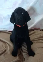 Raven AKC , a female Labrador Retriever for sale in Wesley Chapel, FL – 1 of 5