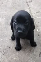 Buster AKC, a male Labrador Retriever for sale in Wesley Chapel, FL – 4 of 6
