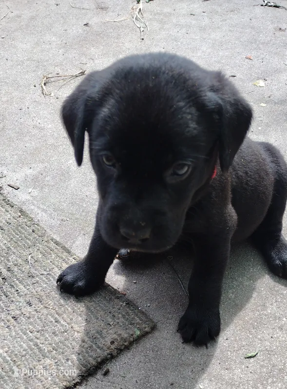 Red collar – Labrador Retriever puppy for sale in Wesley Chapel, FL