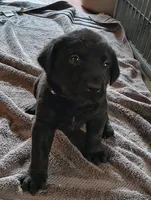 Brutus AKC, a male Labrador Retriever for sale in Wesley Chapel, FL – 3 of 5