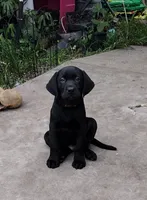 Loki AKC, a male Labrador Retriever for sale in Wesley Chapel, FL – 3 of 9