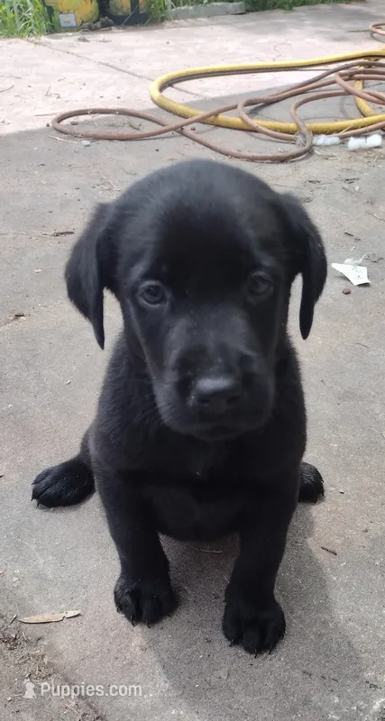 Green collar – Labrador Retriever puppy for sale in Wesley Chapel, FL