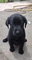 Shadow AKC, a male Labrador Retriever for sale in Wesley Chapel, FL – 1 of 6