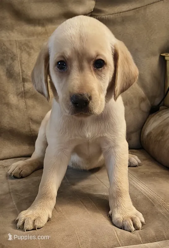 Marley AKC – Labrador Retriever puppy for sale in Wesley Chapel, FL