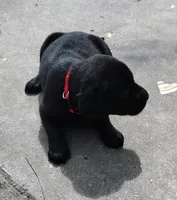 Red collar, a male Labrador Retriever for sale in Wesley Chapel, FL – 2 of 8