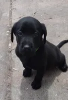 Shadow AKC, a male Labrador Retriever for sale in Wesley Chapel, FL – 4 of 6