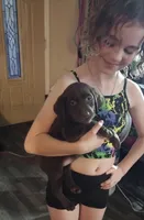 Kisses AKC, a female Labrador Retriever for sale in Wesley Chapel, FL – Photo 3 of 6