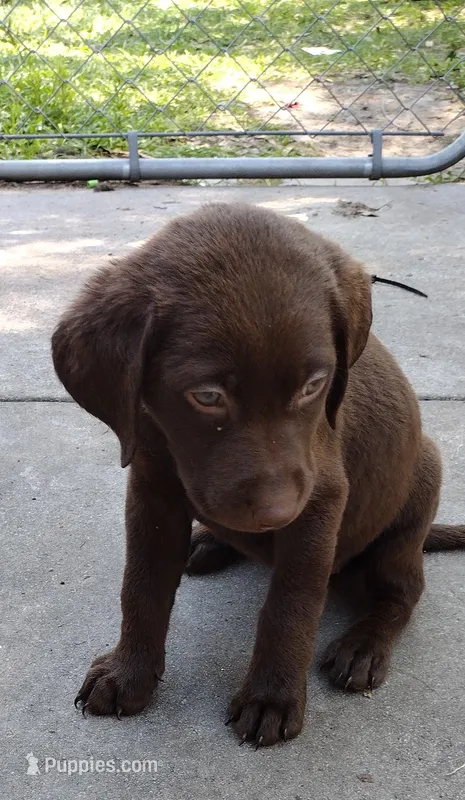 Kisses AKC – Labrador Retriever puppy for sale in Wesley Chapel, FL