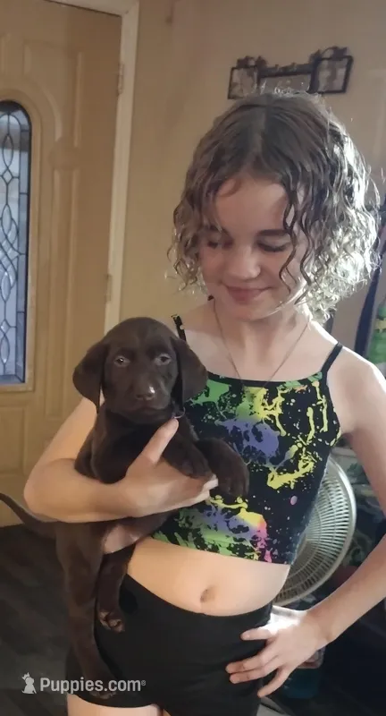 Kisses AKC – Labrador Retriever puppy for sale in Wesley Chapel, FL