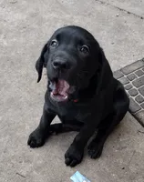 Loki AKC, a male Labrador Retriever for sale in Wesley Chapel, FL – 4 of 9