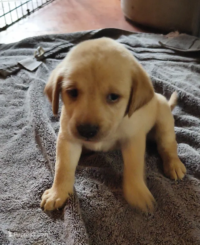 Marley AKC – Labrador Retriever puppy for sale in Wesley Chapel, FL